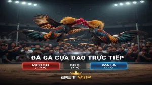 Luật Chơi Đá Gà Cựa Dao Chi Tiết Nhất Tại Betvip