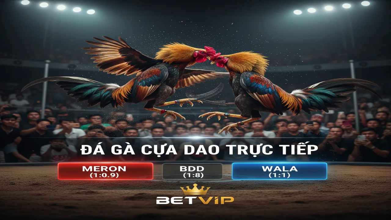 Luật chơi đá gà cựa dao chi tiết nhất