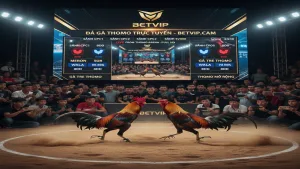 Top 5 Sảnh Đá Gà Thomo Uy Tín Nhất Tại BETVIP